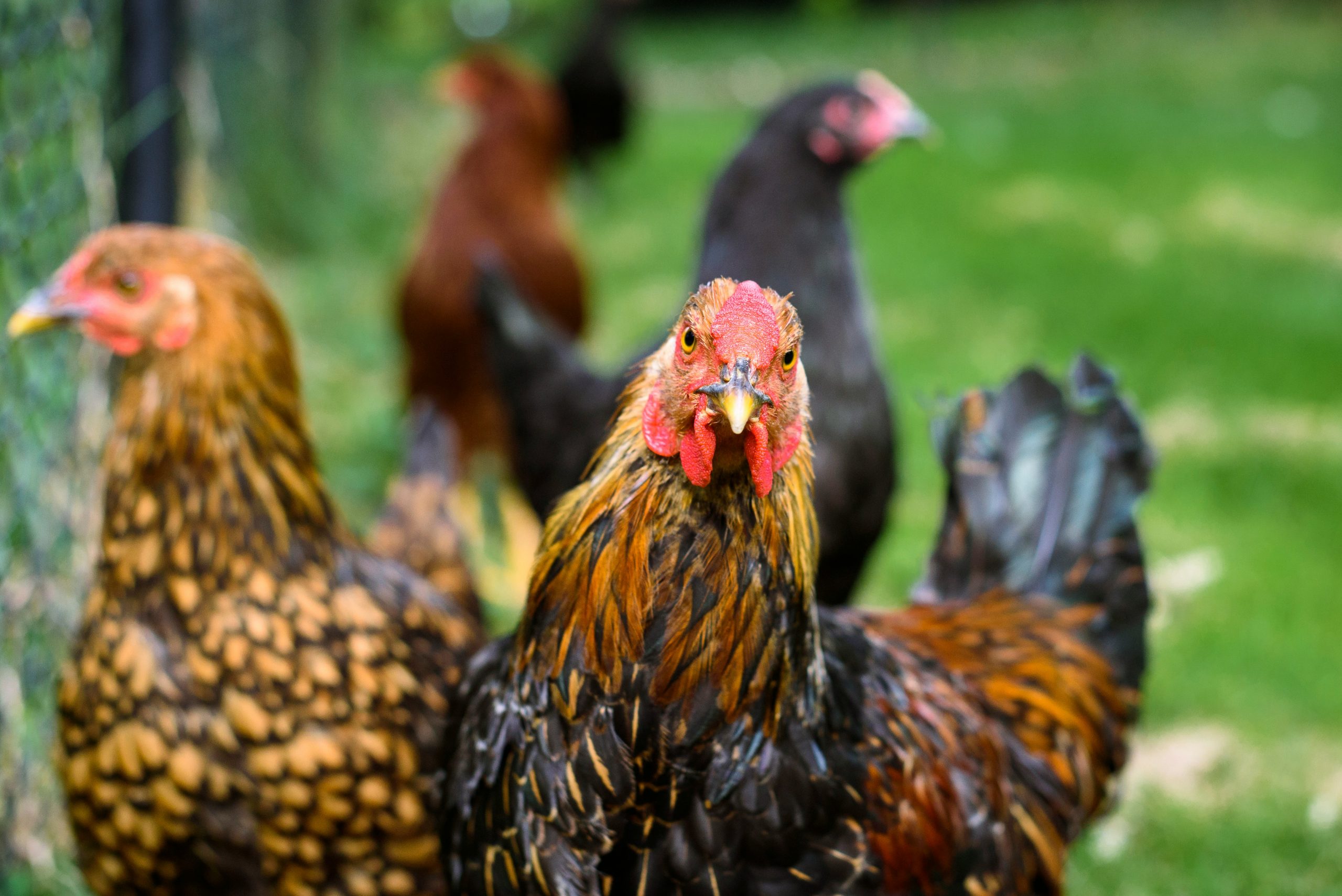 Poultry farming